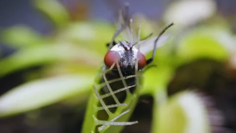 Venus Flytrap plant with trapped house fly. Close view of plant upper rear Stock Footage 235886215