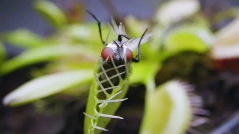 Venus Flytrap plant with trapped house fly. Close view of plant upper rear Stock Footage 235886218