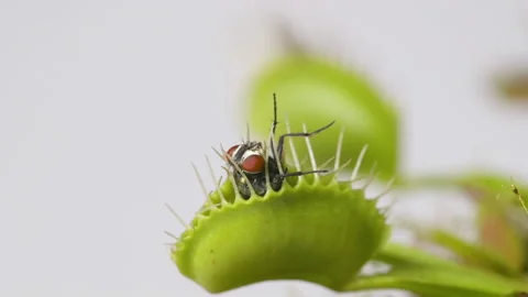 Venus Flytrap plant with trapped house fly. Wide view of plant top and Stock Footage 235886219