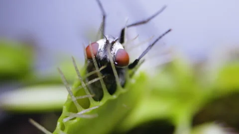 Venus Flytrap plant with trapped house fly. Close view of plant upper rear Stock Footage 235886227