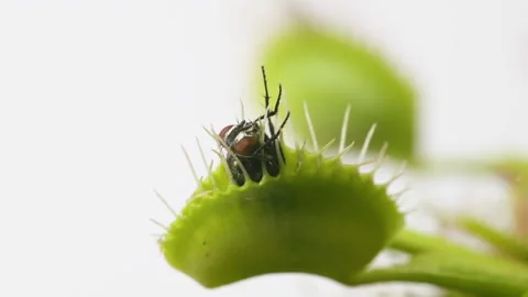 Venus Flytrap plant with trapped house fly. Wide view of plant side Stock Footage 235886230