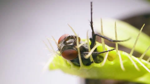 Venus Flytrap plant with trapped house fly. Closeup view of plant top Stock Footage 235886239