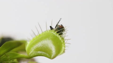 Venus Flytrap plant with trapped house fly. Wide view of plant side Stock Footage 235886241