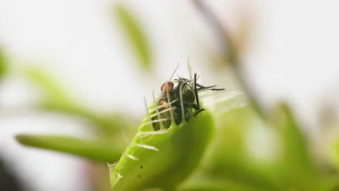 Venus Flytrap plant with trapped house fly. Wide view of back portion of Stock Footage 235886247