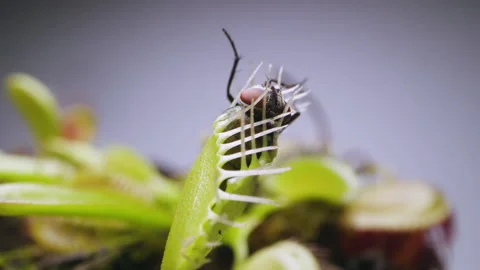 Venus Flytrap plant with trapped house fly. Close view of back portion of Stock Footage 235886250