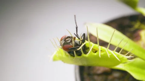 Venus Flytrap plant with trapped house fly. Wide view of plant top and Stock Footage 235886268