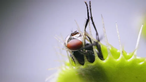 Venus Flytrap plant with trapped house fly. Closeup top-side view of plant Stock Footage 235886275
