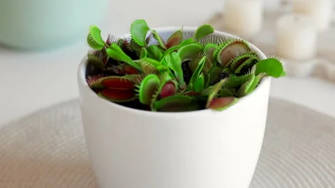 Venus flytrap plant in a white pot against a light background Stock Footage 250001312