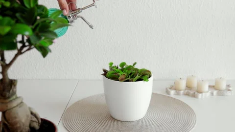 Venus flytrap plant in a white pot against a light background Stock Footage 250001353