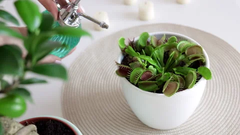 Venus flytrap plant in a white pot against a light background Stock Footage 250001839