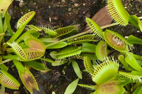 Venus flytrap plants in garden bed Stock Photos