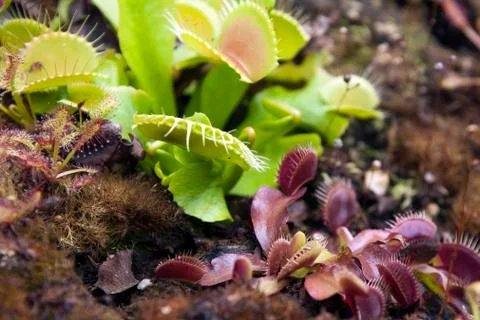 Venus flytrap plants with green and red leaves 库存照片