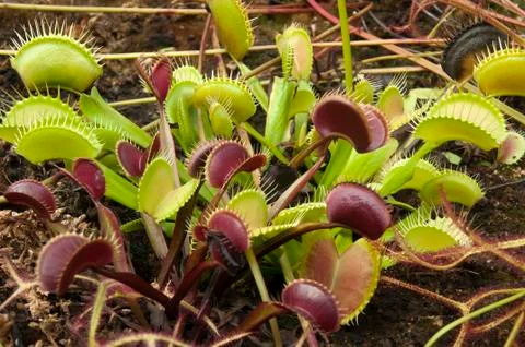 Venus flytrap plants with green and red leaves Stock Photos