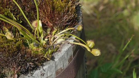 Venus flytrap plants grow in a vintage wooden barrel Video stock 342445968