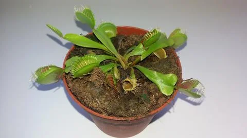 Venus flytrap in a pot Stock Photos
