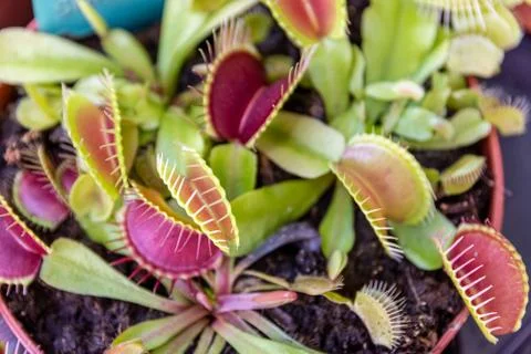 Venus flytrap in the pot under the sunlight Foto stock