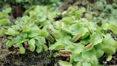Venus flytrap is a predatory plant that traps and digests its prey Video stock 153072007