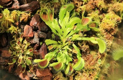 Venus Flytrap reveals natures paradox of beauty and danger embodying Stock Photos