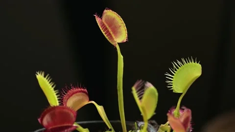 Venus flytrap rotating lobes Video stock 170896640