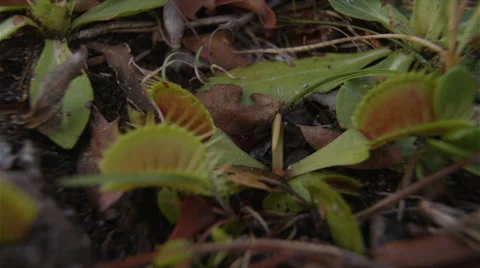 Venus Flytrap Slider Shot In The Wild 4K Stock Footage 39221232