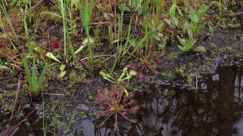 Venus Flytrap, Spatulate-leaved Sundews, NC, USA Stock Footage 83928887