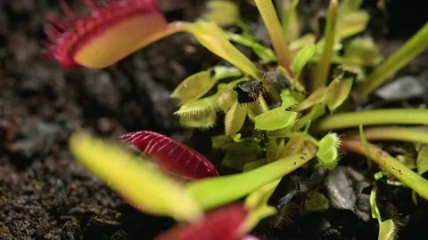 Venus flytrap sprouting new lobes at base Video stock 169419671