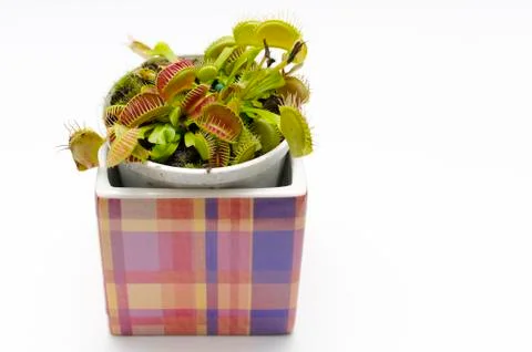 Venus flytrap in a square pot Stock Photos