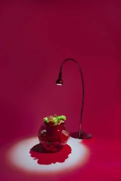 Venus flytrap table plant in pot under lamp on pink background Stock Photos