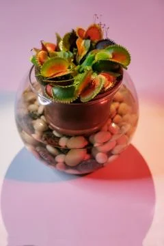 Venus flytrap table plant in pot under lamp on pink background Stock Photos