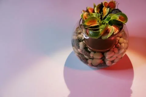 Venus flytrap table plant in pot under lamp on pink background Stock Photos