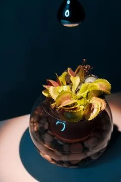 Venus flytrap table plant in pot under lamp on pink background Stock Photos