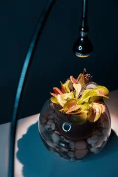 Venus flytrap table plant in pot under lamp on pink background Stock Photos