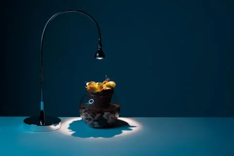 Venus flytrap table plant in pot under lamp on pink background Stock Photos