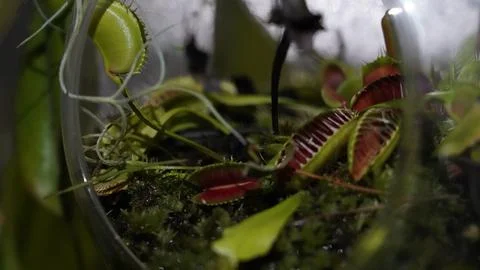 Venus Flytrap Terrarium Carnivorous Plant Close Up View Stock Photos