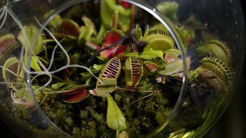 Venus Flytrap Terrarium Carnivorous Plant Close Up View Foto stock