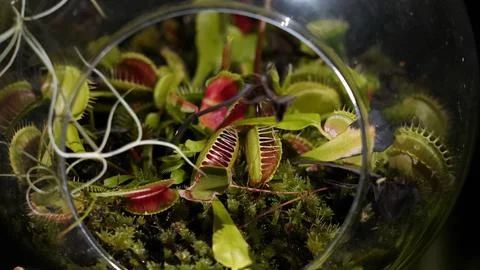 Venus Flytrap Terrarium Carnivorous Plant Photography Stock Photos