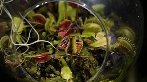 Venus Flytrap Terrarium Carnivorous Plant Close Up View Stock Photos