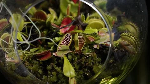 Venus Flytrap Terrarium Carnivorous Plant Close Up View 库存照片
