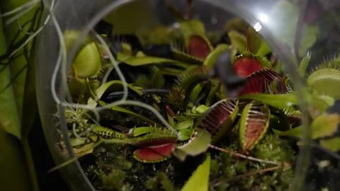 Venus Flytrap Terrarium Carnivorous Plants Close Up View 库存照片