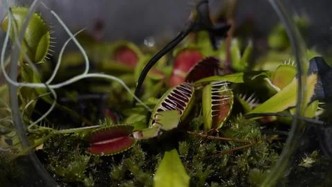 Venus Flytrap Terrarium Close Up Carnivorous Plant Foto stock