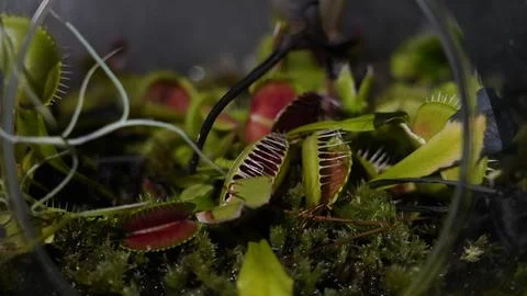 Venus Flytrap Terrarium Close Up Carnivorous Plant Beauty Foto stock