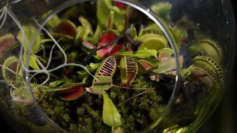 Venus Flytrap Terrarium Close Up Carnivorous Plant Foto stock