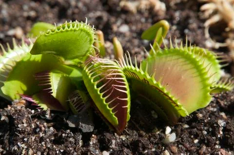 Venus flytrap with traps in various open positions Stock Photos