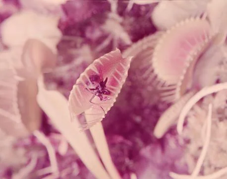 Venus Flytrap, Unspecified 库存照片