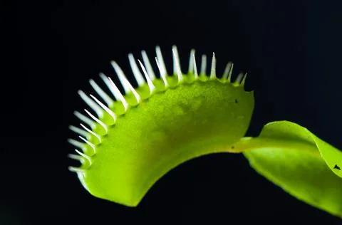 Venus flytrap, Venus atrapamoscas Carnivorous plant 库存照片