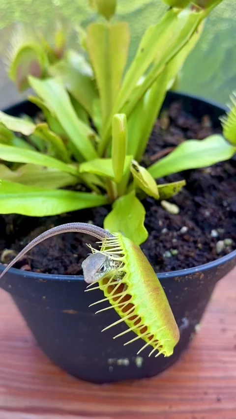 Venus Flytrap vs. Crafty Lizard, Germany - 16 Aug 2023 Stock Footage 251194798