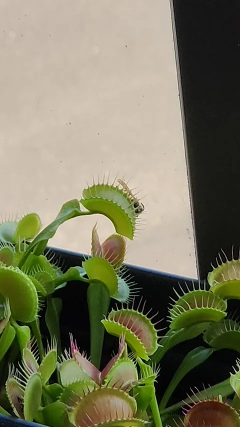 Venus Flytrap vs Wasp, Launceston, Tasmania, Australia - 24 Feb 2024 Stock Footage 272346159