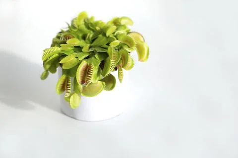 Venus flytrap on the white background Stock Photos