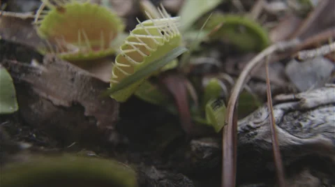 Venus Flytrap In The Wild Closing On Ant 4K Stock Footage 39218031