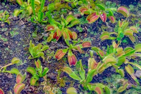 Venus flytrap wild grew on the ground Foto stock